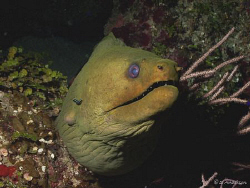 This photo of a  big Green Moray and his little maid the ... by Steven Anderson 